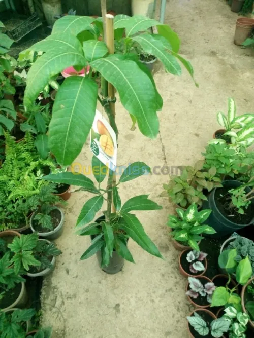 Arbres  fruitiers metidja 