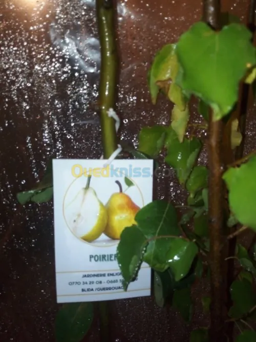 Arbres  fruitiers metidja 