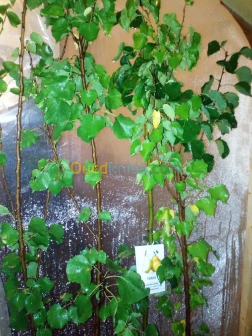 Arbres  fruitiers metidja 