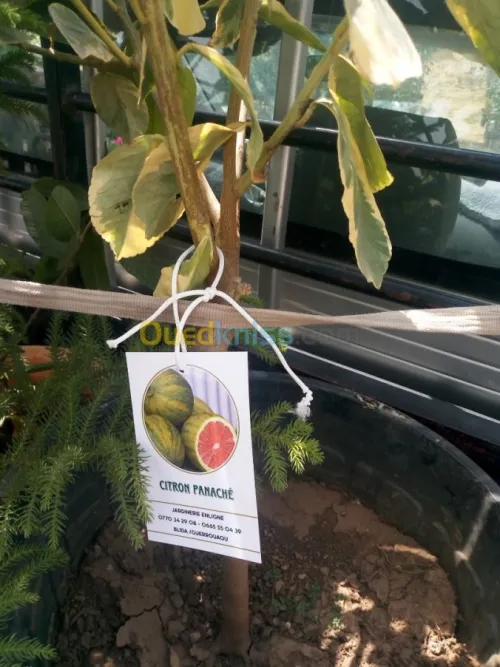 Arbres  fruitiers metidja 