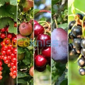 Arbres  fruitiers metidja 