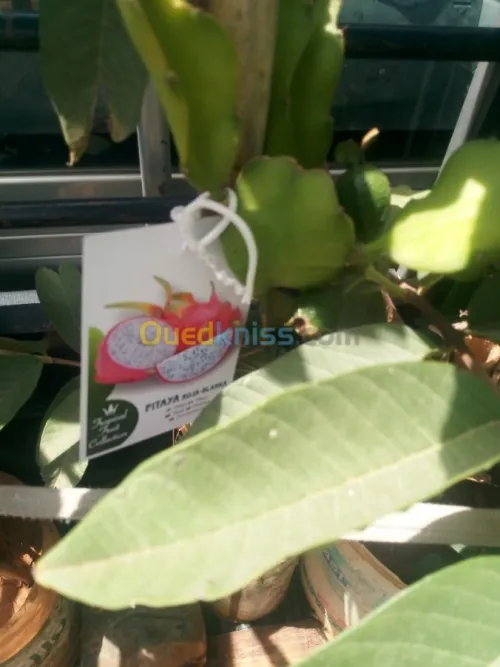 Arbres  fruitiers metidja 