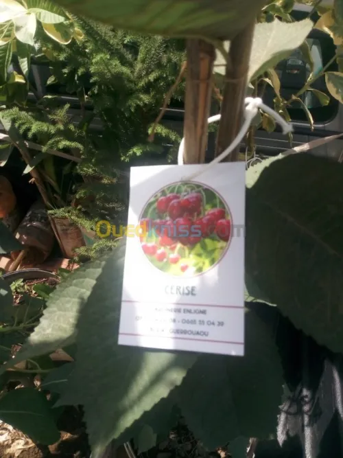 Arbres  fruitiers metidja 