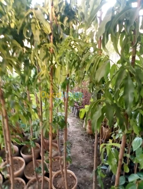 Arbres  fruitiers metidja 