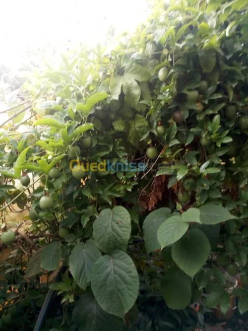 Arbres  fruitiers metidja 
