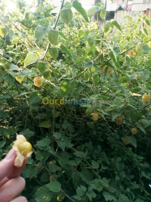 Arbres  fruitiers metidja 