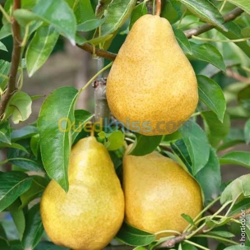 Arbres  fruitiers metidja 