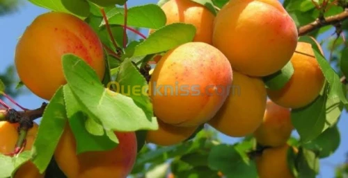 Arbres  fruitiers metidja 