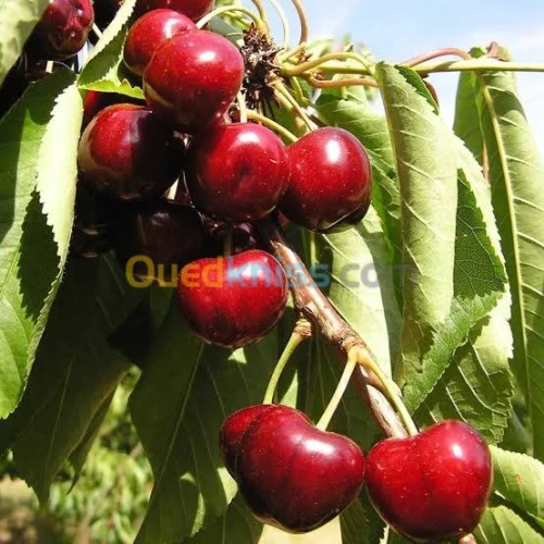 Arbres  fruitiers metidja 