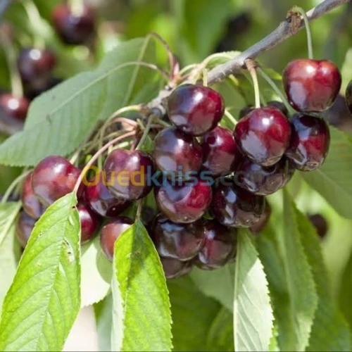 Arbres  fruitiers metidja 