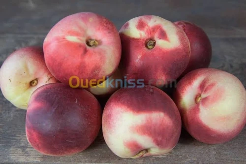 Arbres  fruitiers metidja 