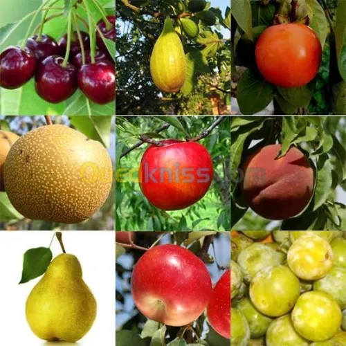 Arbres  fruitiers metidja 
