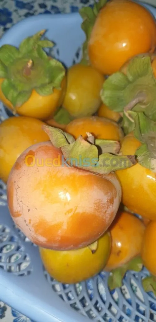 Arbres  fruitiers metidja 