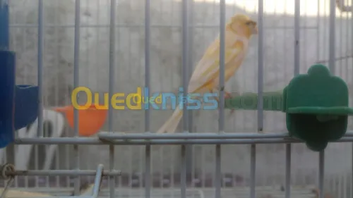 Canaris mal huppè كناري هوبي