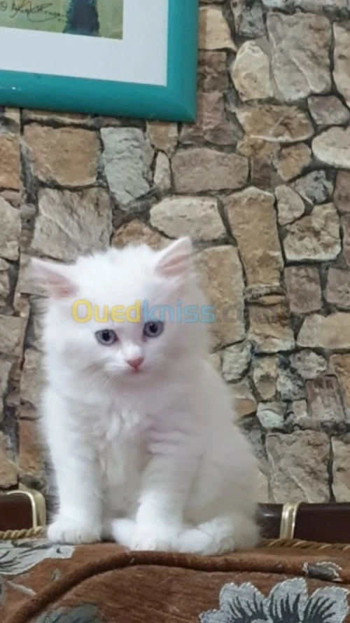  Chaton persan Blanche neige 