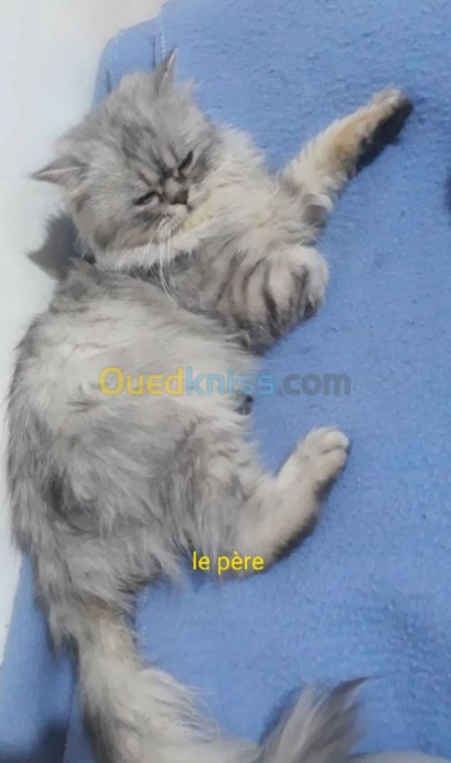  Chaton persan Blanche neige 