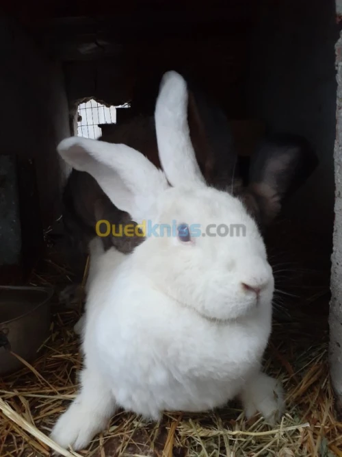 Lapin geant des flandre
