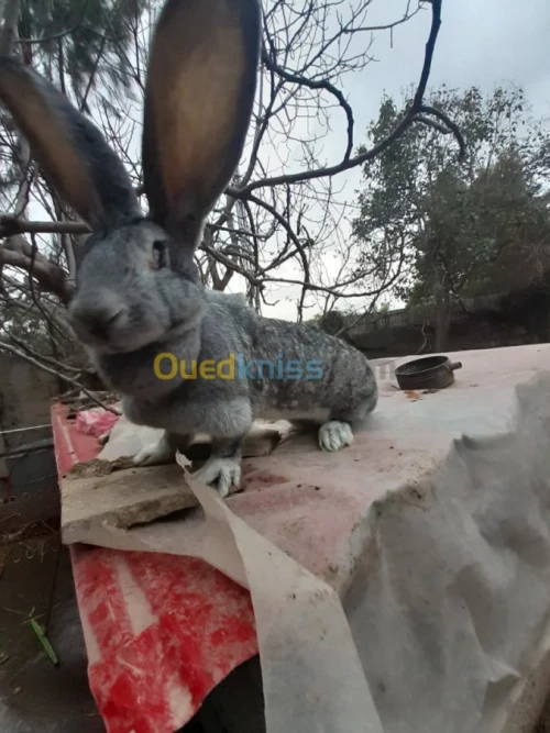 Lapin geant des flandre