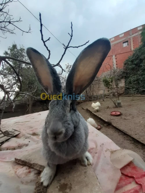 Lapin geant des flandre