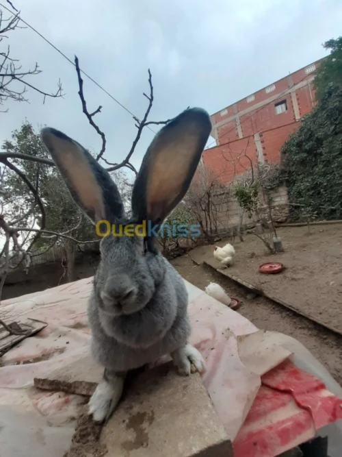 Lapin geant des flandre