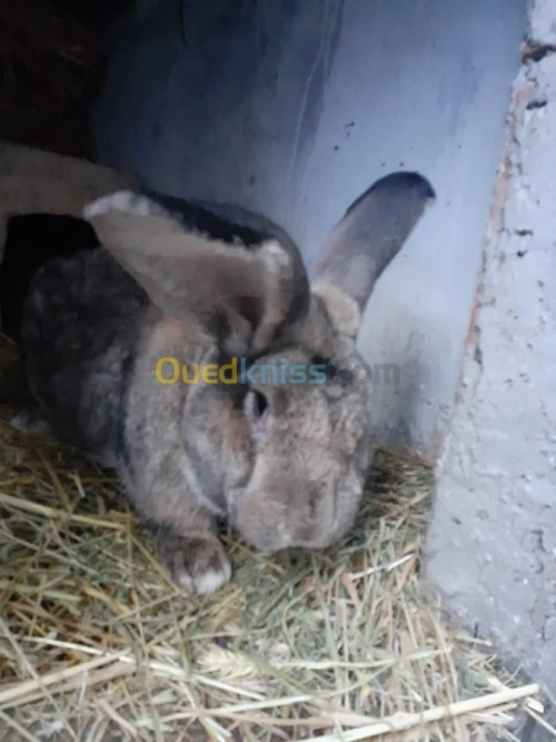Lapin geant des flandre
