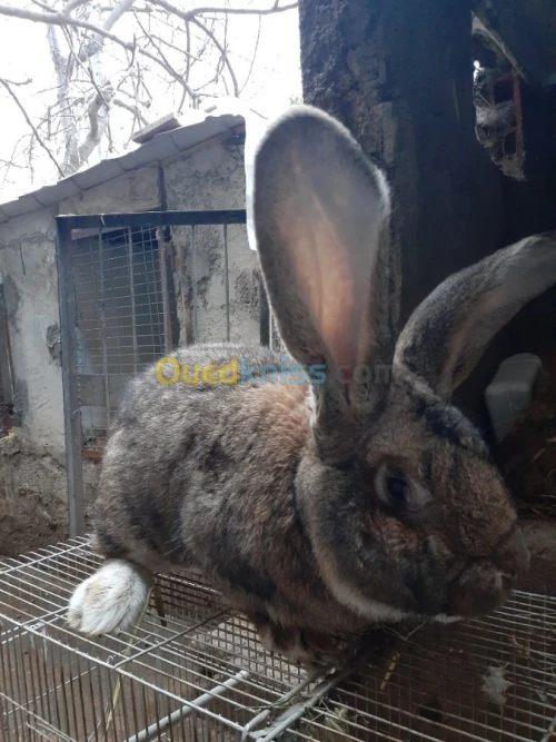 Lapin geant des flandre