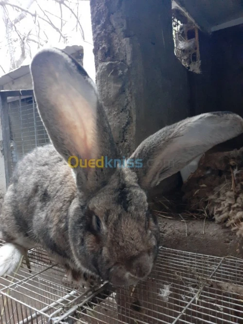 Lapin geant des flandre