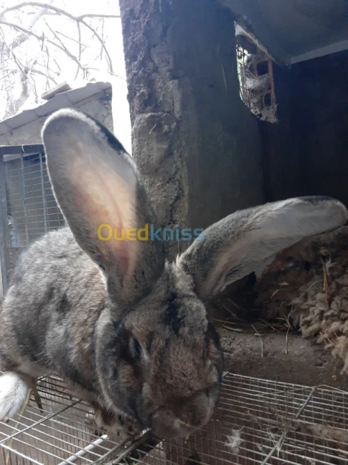 Lapin geant des flandre