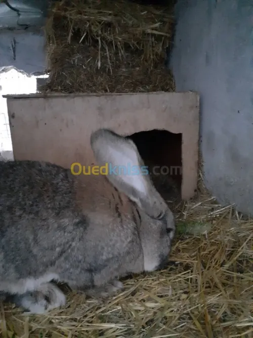 Lapin geant des flandre