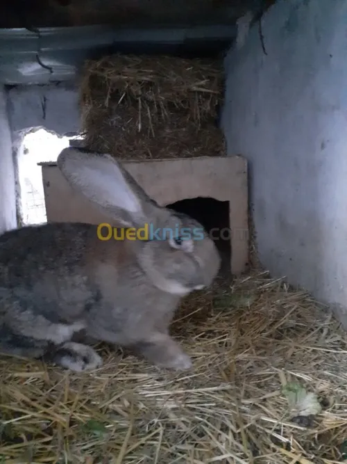 Lapin geant des flandre