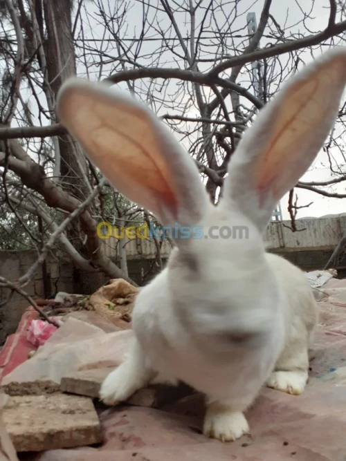 Lapin geant des flandre