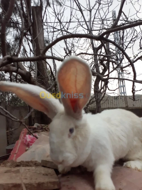 Lapin geant des flandre