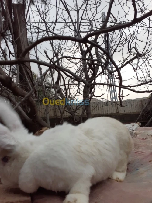 Lapin geant des flandre