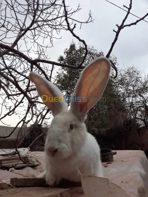 Lapin geant des flandre