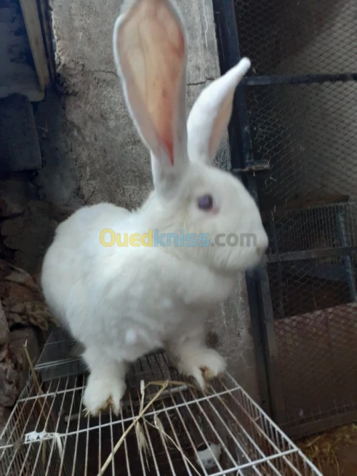 Lapin geant des flandre