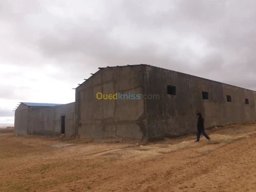 Vente Terrain Agricole Tiaret Ain bouchekif