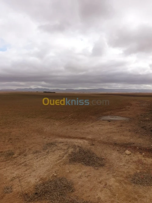 Vente Terrain Agricole Tiaret Ain bouchekif