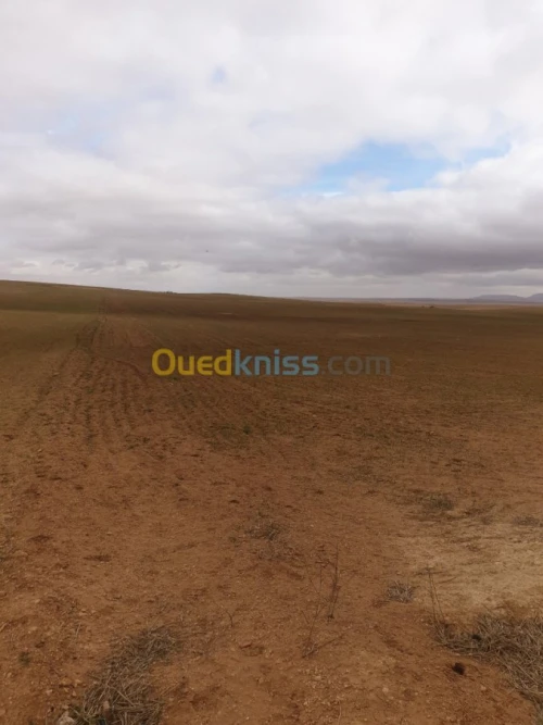 Vente Terrain Agricole Tiaret Ain bouchekif
