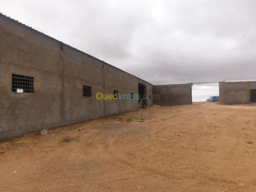 Vente Terrain Agricole Tiaret Ain bouchekif