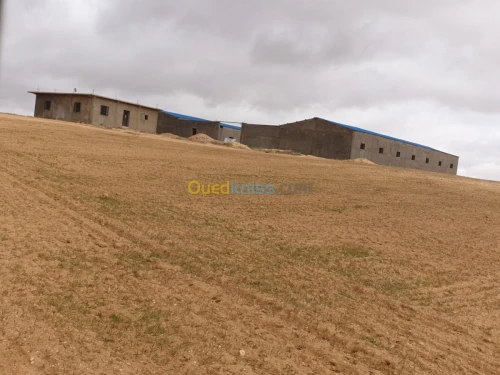 Vente Terrain Agricole Tiaret Ain bouchekif