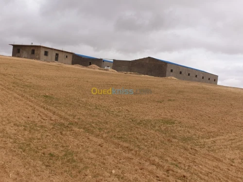 Vente Terrain Agricole Tiaret Ain bouchekif