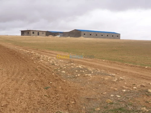 Vente Terrain Agricole Tiaret Ain bouchekif
