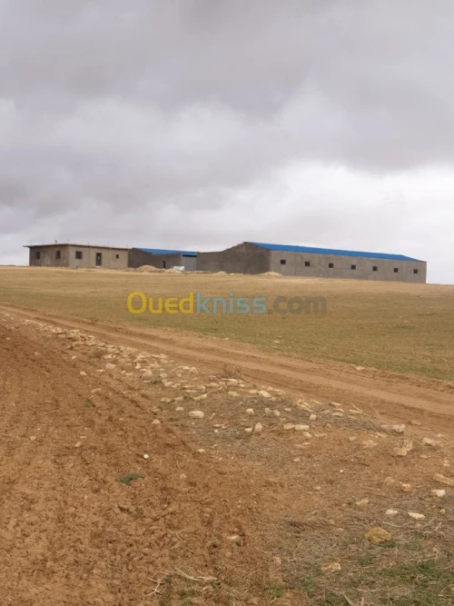 Vente Terrain Agricole Tiaret Ain bouchekif