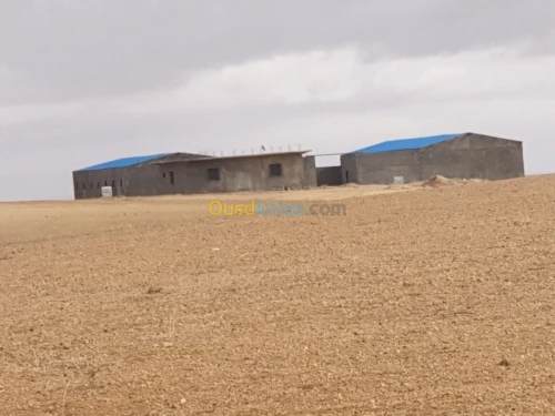 Vente Terrain Agricole Tiaret Ain bouchekif