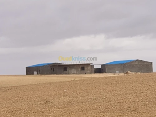 Vente Terrain Agricole Tiaret Ain bouchekif