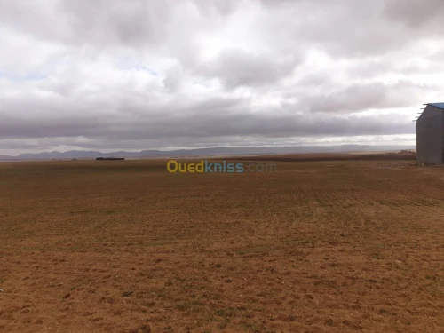 Vente Terrain Agricole Tiaret Ain bouchekif