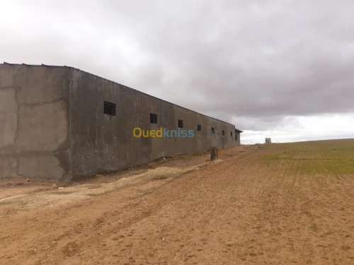 Vente Terrain Agricole Tiaret Ain bouchekif