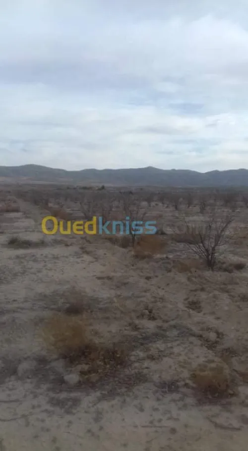 Vente Terrain Agricole Khenchela Tamza