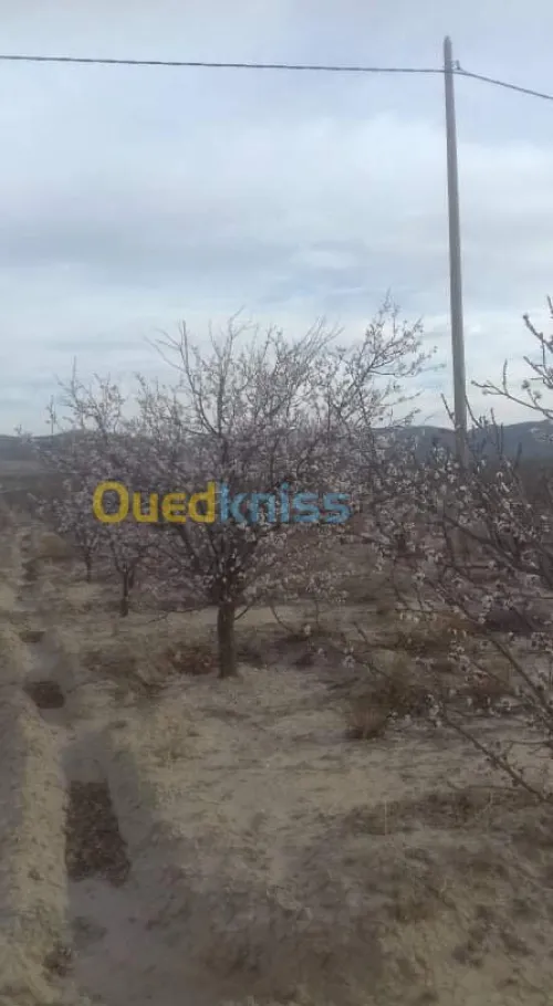 Vente Terrain Agricole Khenchela Tamza