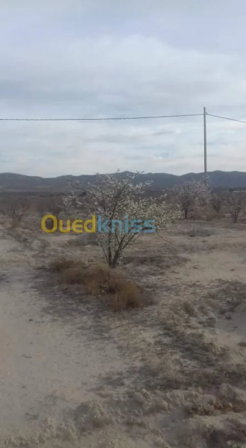 Vente Terrain Agricole Khenchela Tamza